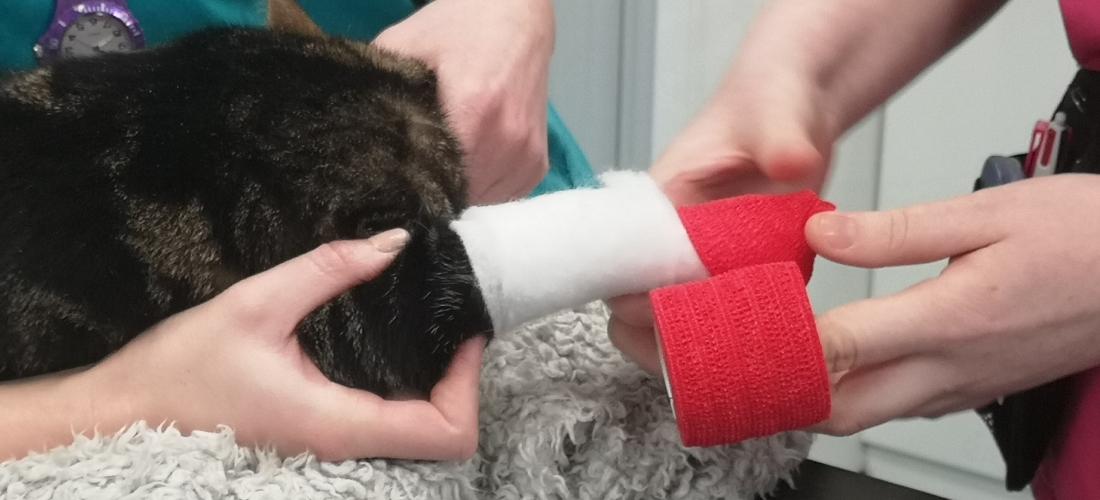 Billy having his paw bandaged