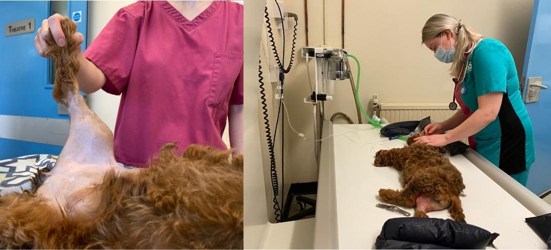 Willow being treated by vet