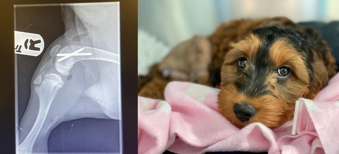 Willow recovering next to a picture of her emergency X-ray