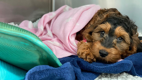 Willow the dog recovering under a pink blanket