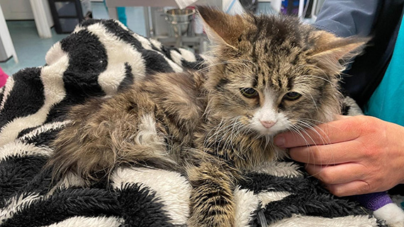 Leya the cat being handled by one of PDSA's vets