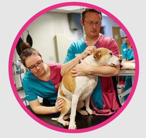 My nearest pdsa sales vets