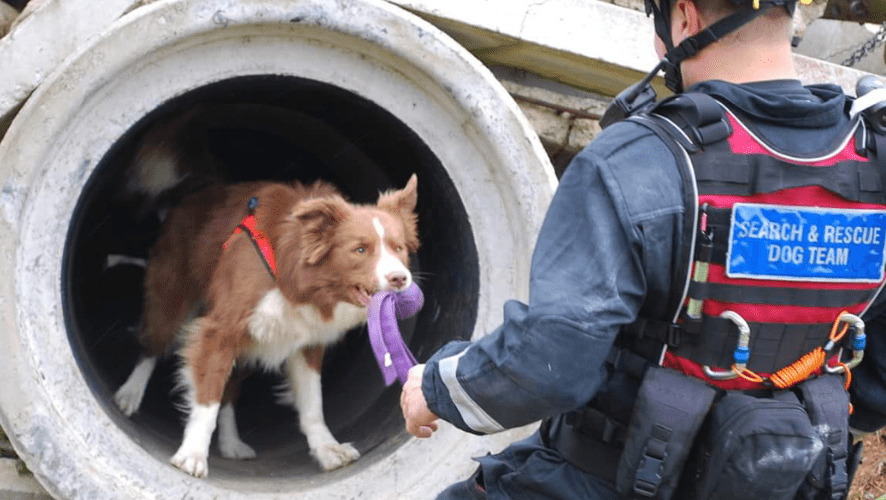 Zak at work with his handler