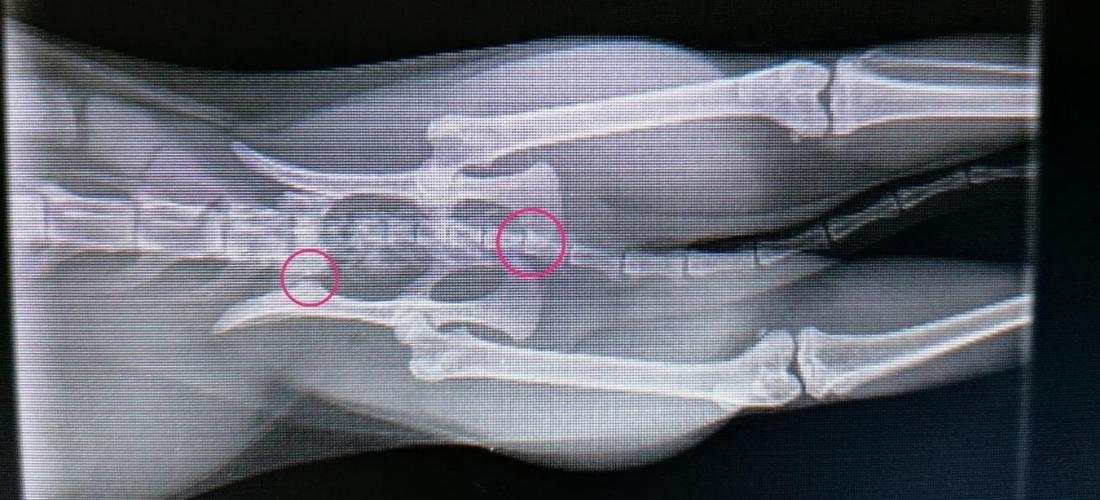 X-ray of Rosie's fractured pelvis