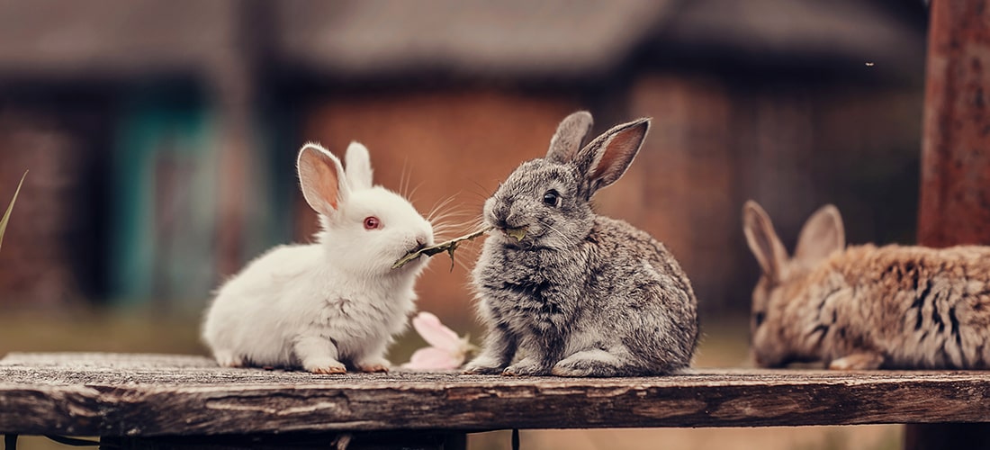 A photo of two rabbits sharing a leaf
