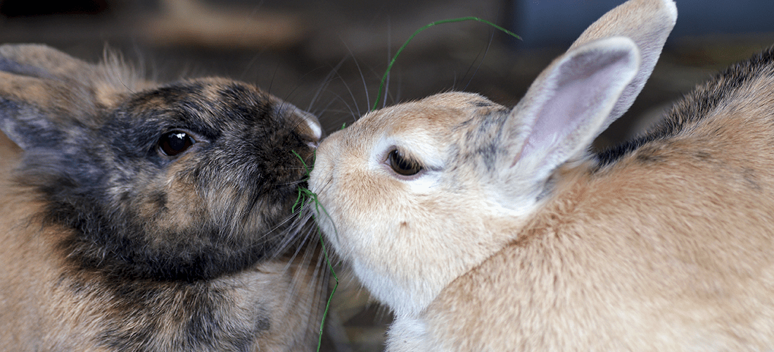 A photo of two rabbits eating some grass