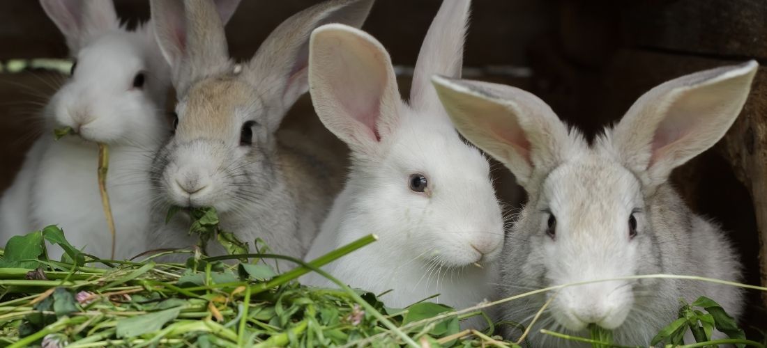 Two rabbits in a hutch