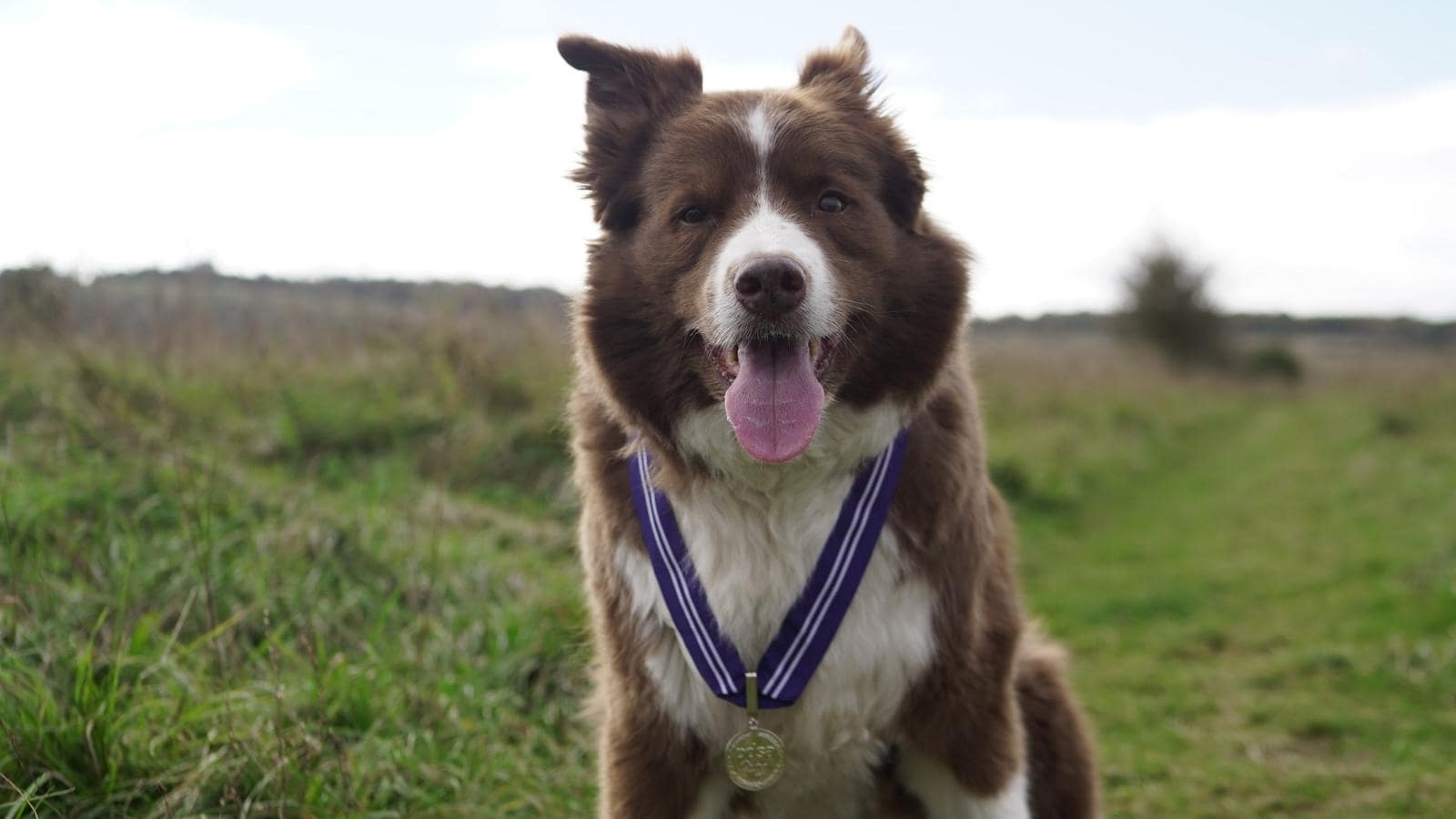 Zak the deals collie dog