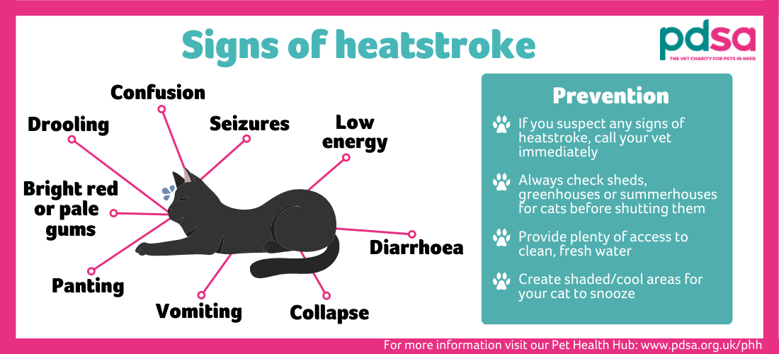 Heatstroke in cats PDSA