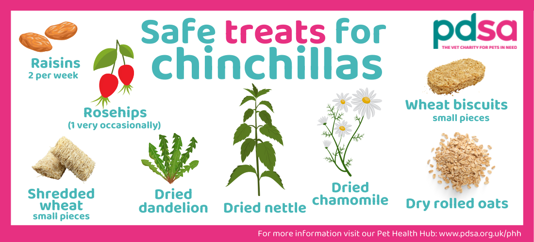 Your chinchilla’s diet PDSA