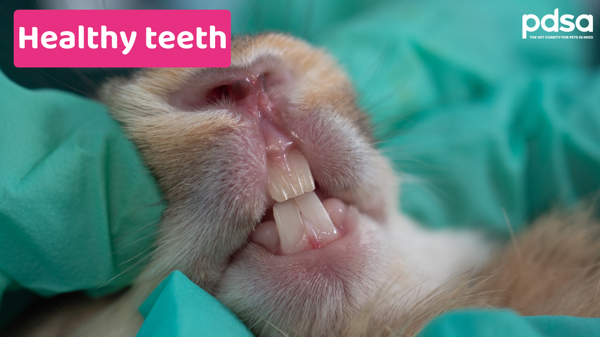 How to check your rabbits’ teeth - PDSA
