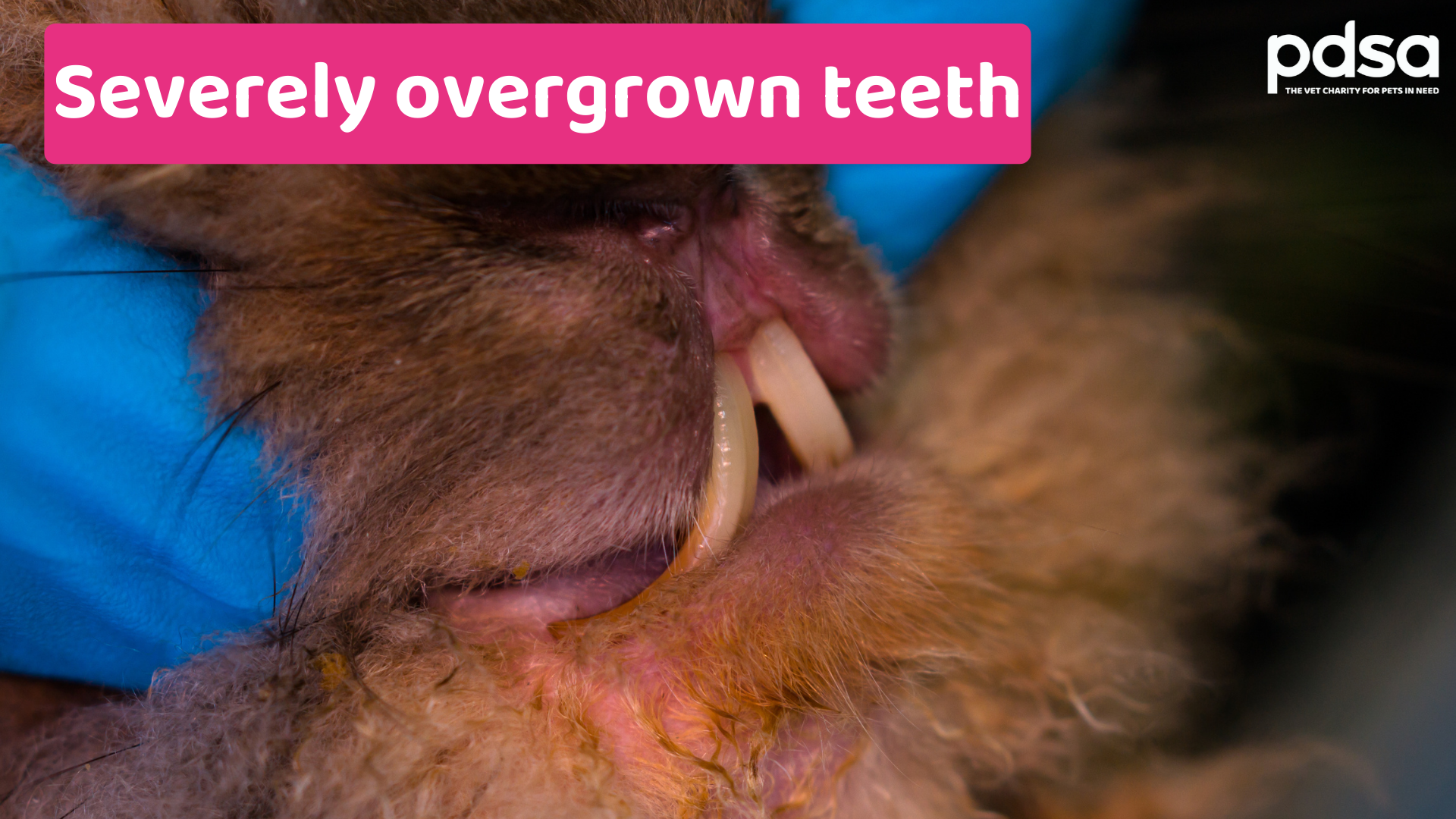 How to check your rabbits’ teeth - PDSA