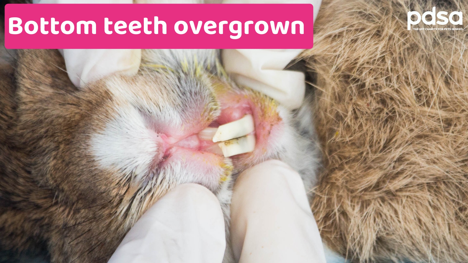 How to check your rabbits’ teeth - PDSA