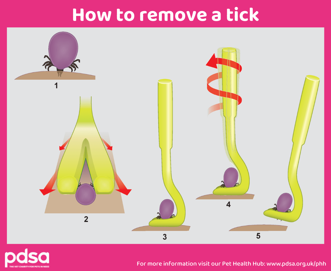 An illustration showing a step-by-step process of how to remove a tick from a cat or dog