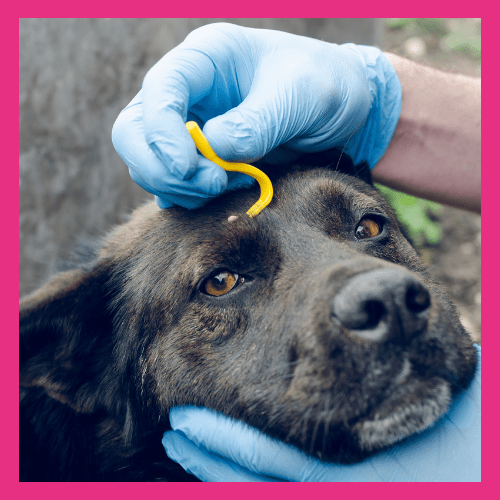 Ticks on dogs PDSA