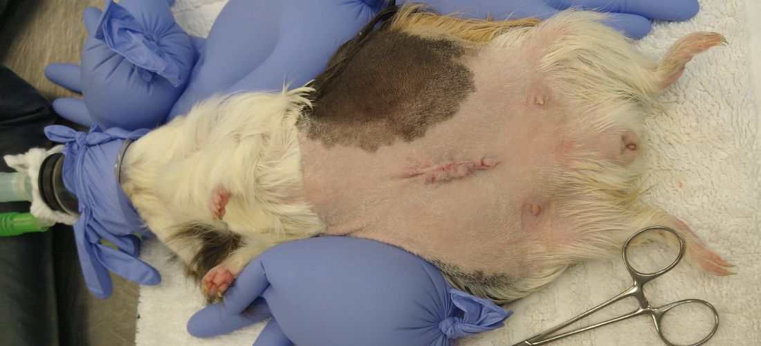 Belle in surgery