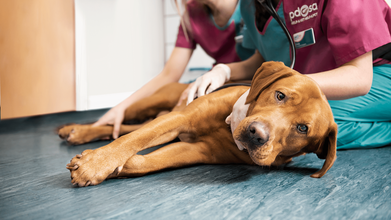 Nearest pdsa best sale centre