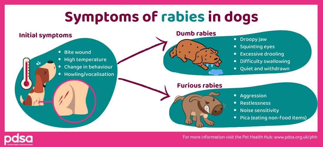 Rabies in dogs - PDSA