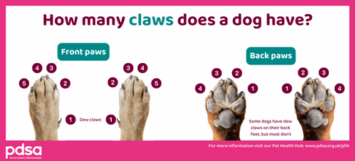 How Many Paws Does A Dog Have How to clip your dog’s nails - PDSA