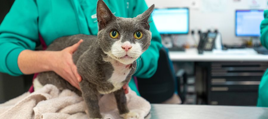 Fifi with the vet nurse Charlotte