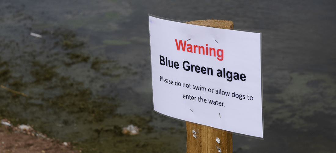 A photo of a sign warning people of blue green algae and asking 'please do not swim or allow dogs to enter the water'