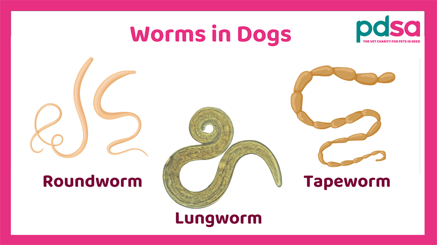 why do puppies have worms