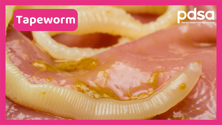 Worm Cat Worms In Cats & Kittens: What You Should Know | Hopkinsville