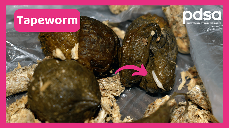 Roundworm In Cats Poop roundworm-in-cats-poop
