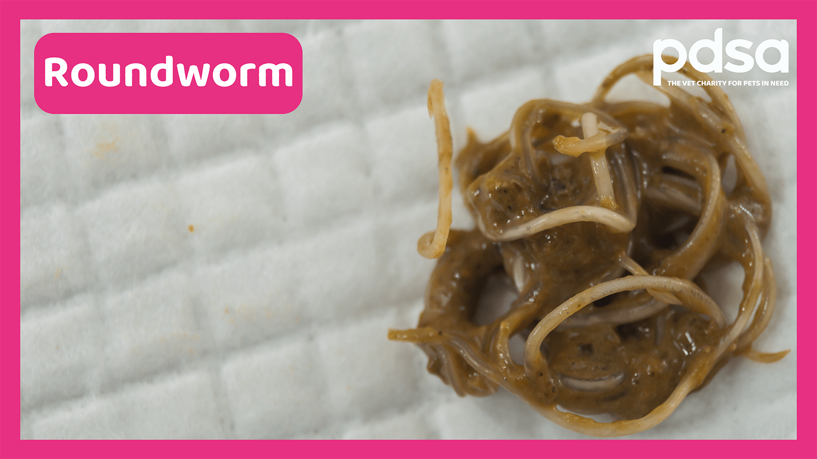 Roundworm In Cats Poop