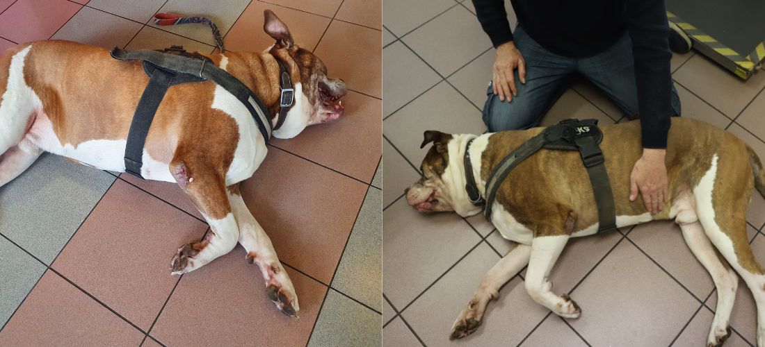 Photos of Roscoe lying down at the vets