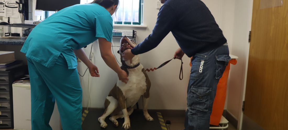 Photo of Roscoe being weighed on some scales