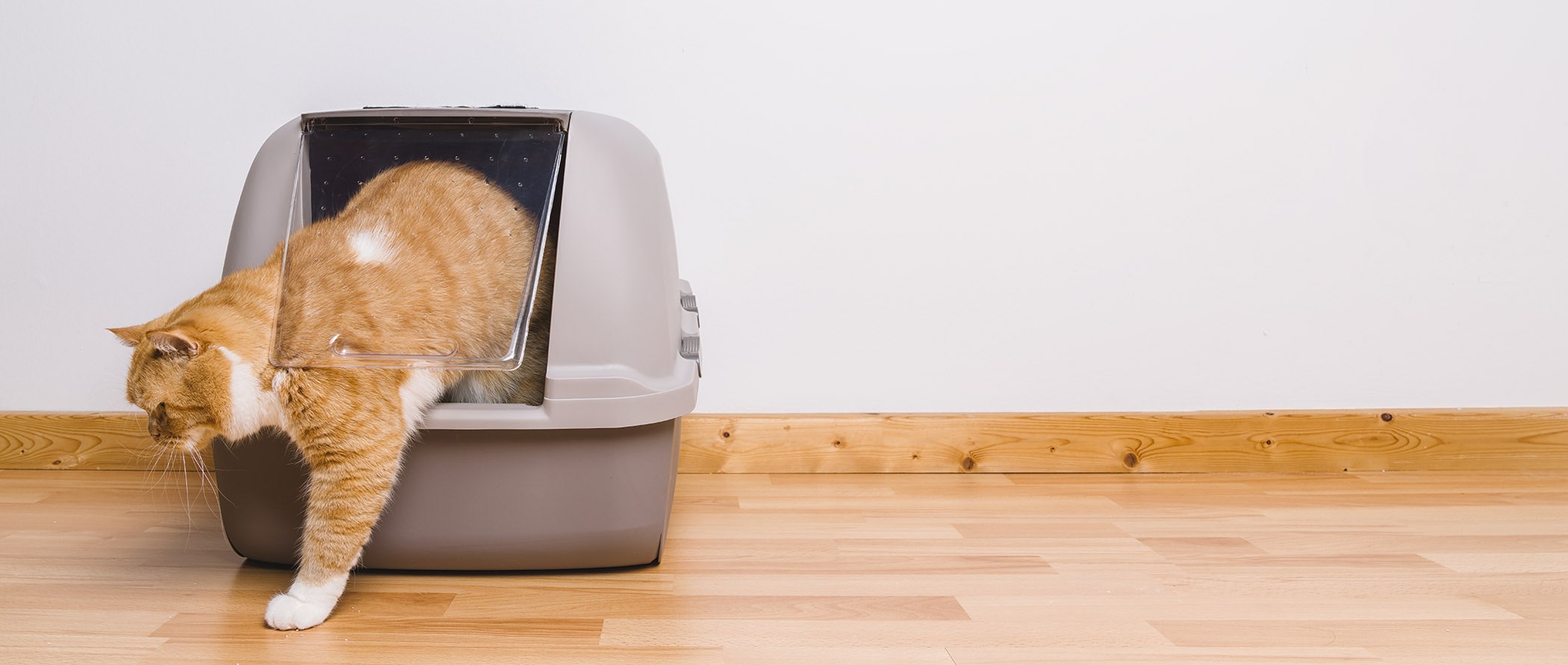 A photo of a cat stepping out of its litter box