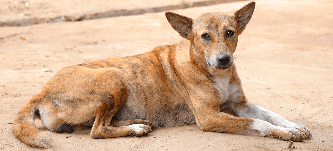 A brown and white dog looking alert while lying on dusty concrete.