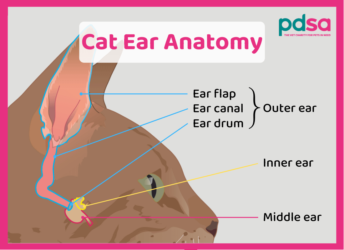 A graphic of a cat labelling the inner ear, middle ear, and different parts of the outer ear