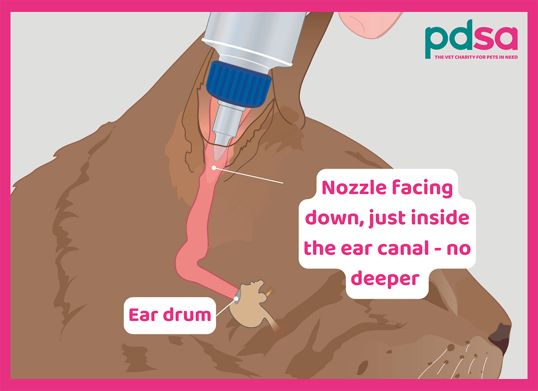 A labelled graphic showing how to place the nozzle of the ear cleaner bottle into the entrance of your cat’s ear 