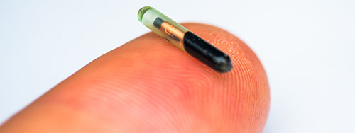 Microchipping Cats - PDSA