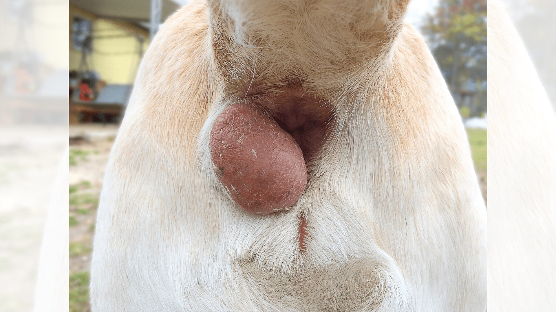 Top pink skin tag on dog Outlet Black Friday