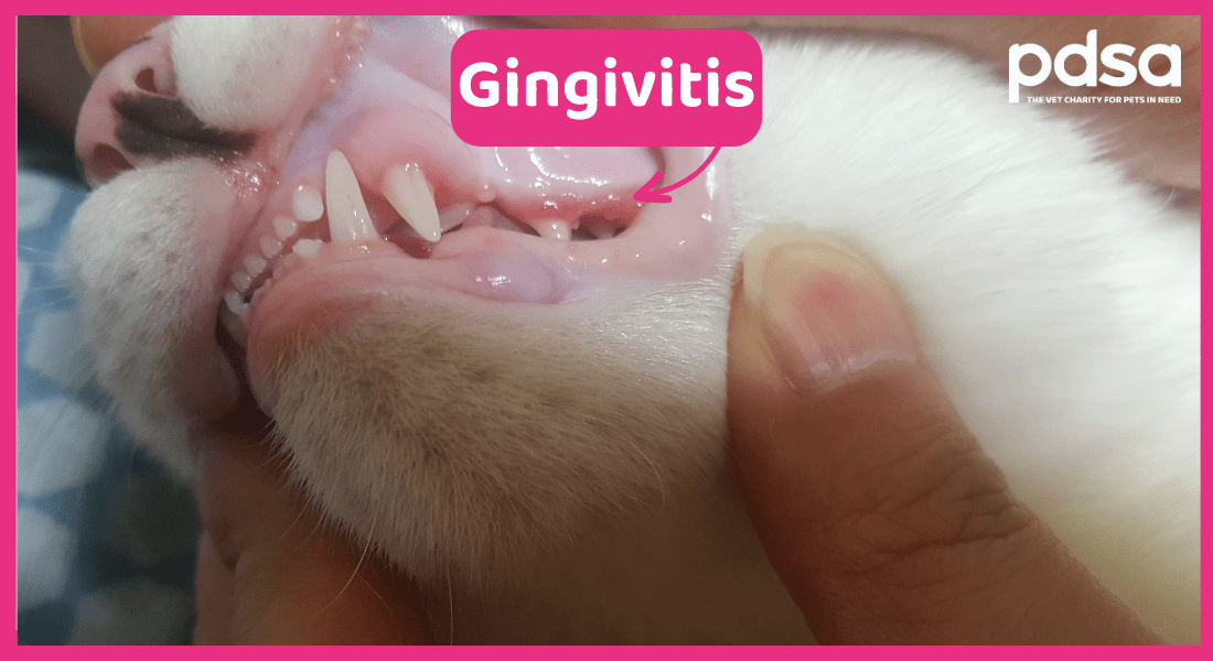 Ny mening Permanent heldig Dental Disease in Cats - PDSA