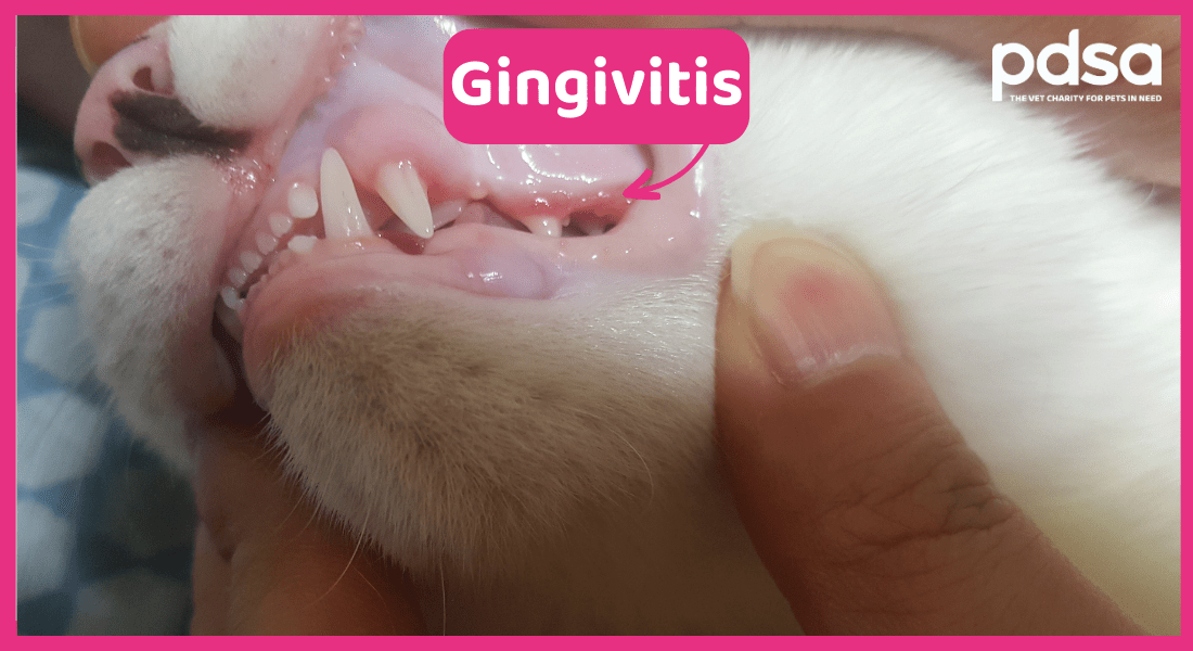 Photo showing gingivitis in a cat