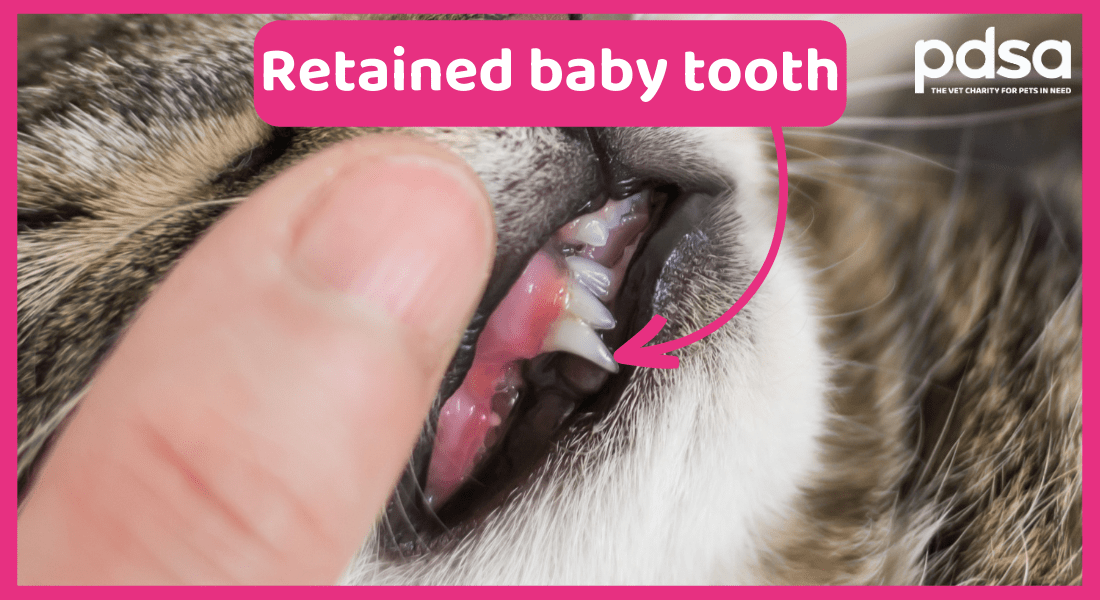Photo showing retained baby tooth in cat's mouth