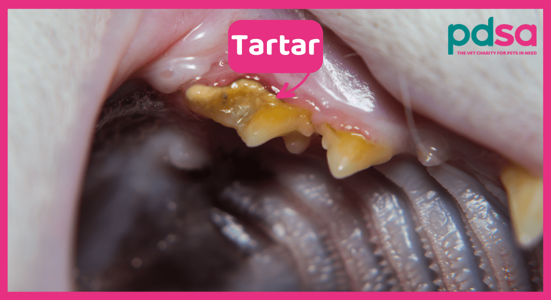 Photo of tartar in a cat's mouth
