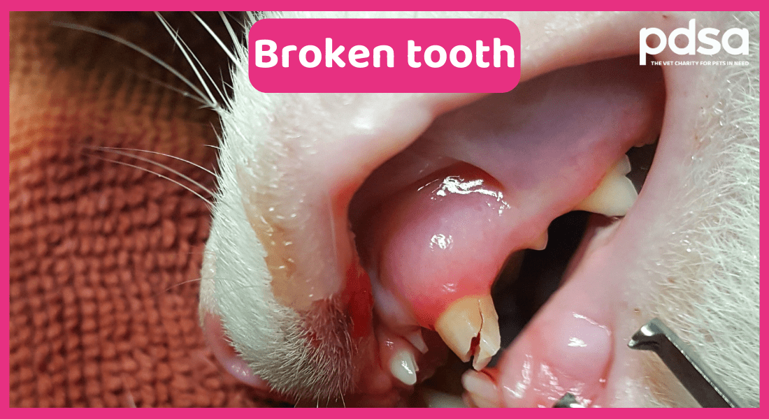 A photo of a broken tooth in a cat's mouth
