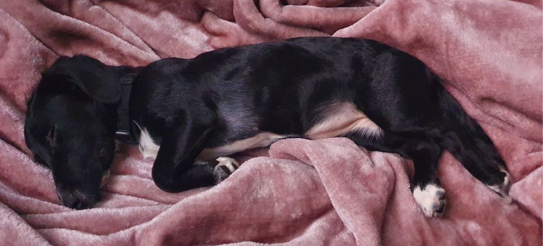 A photo of Winne at home, sleeping on a fluffy pink blanket
