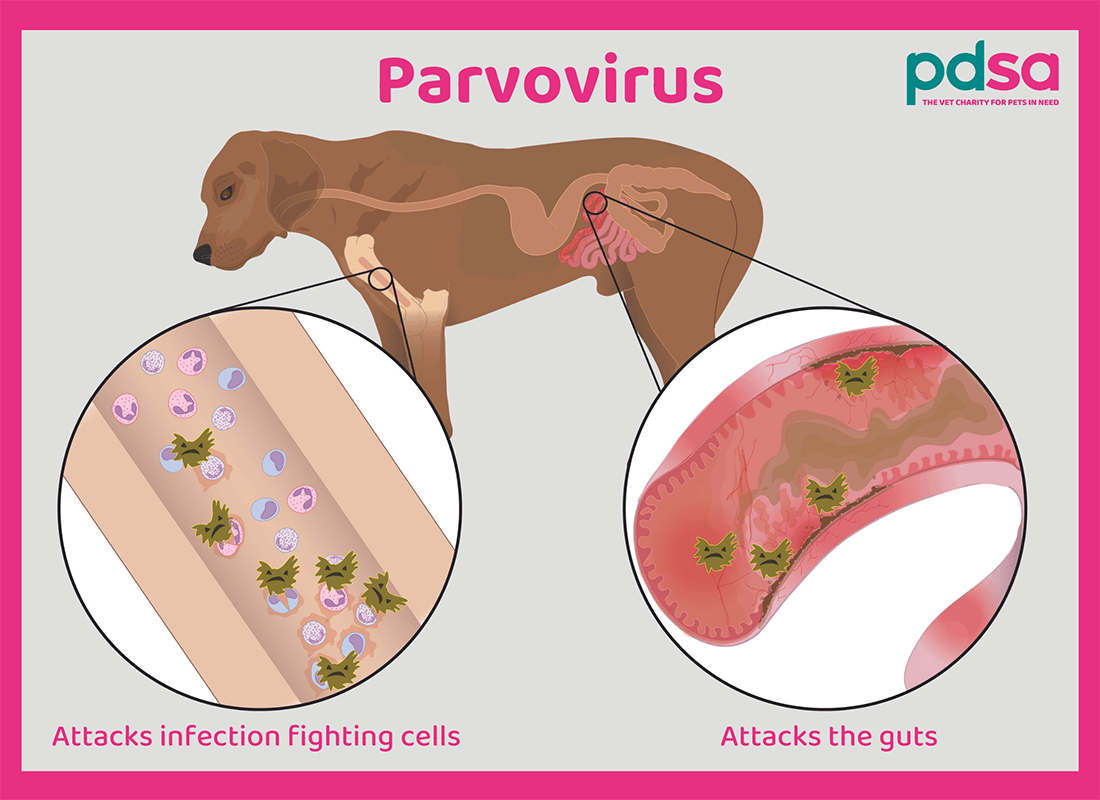 Dog parvovirus