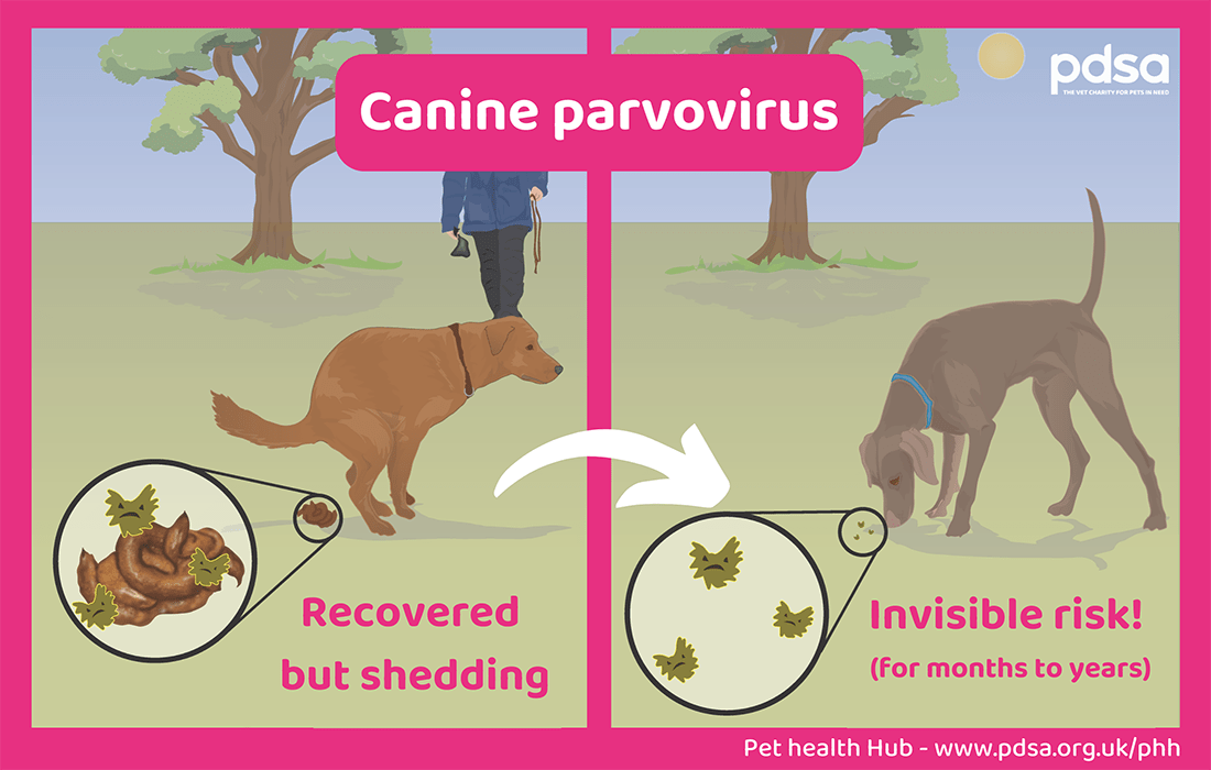 Illustration showing how parvo is spread