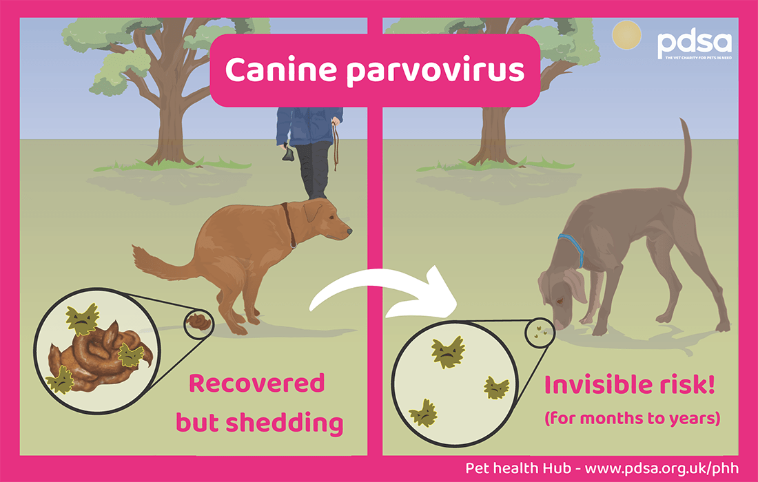 Understanding Canine Parvovirus Symptoms and Treatment Dog Carely