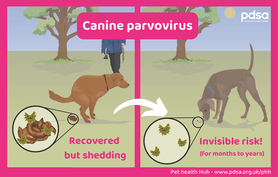Canine Parvovirus Outbreak In Moose Factory Moose Cree 40 OFF