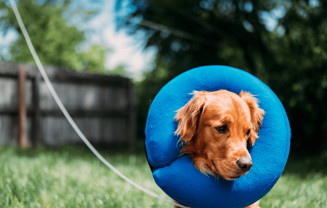 A photo of a dog wearing an inflatable collar