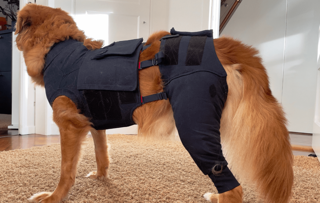 A photo of a dog wearing a recovery suit