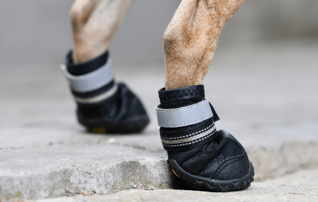 A photo of a dog wearing protective boots